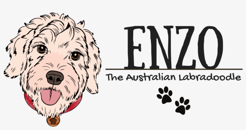 Enzo The Australian Labradoodle - Labradoodle, transparent png #5593626