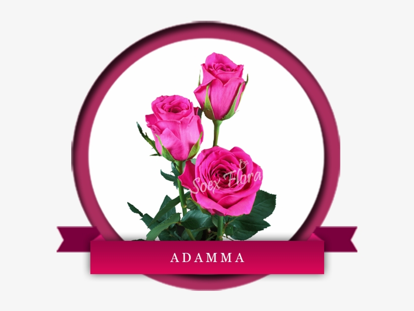 Hot Pinks, transparent png #5593979