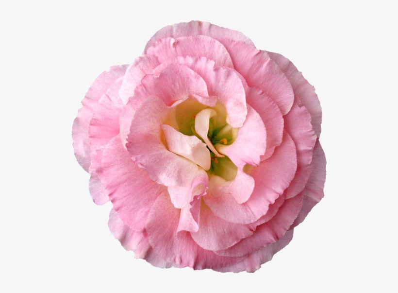 Яндекс - Фотки - Floral Rose Dangle Earrings, transparent png #5594152