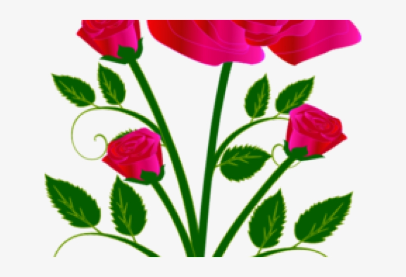Rose, transparent png #5594508
