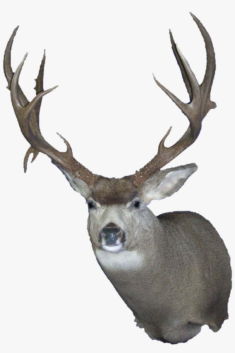 Mule Deer Wall Clear - Taxidermy Transparent, transparent png #5594923