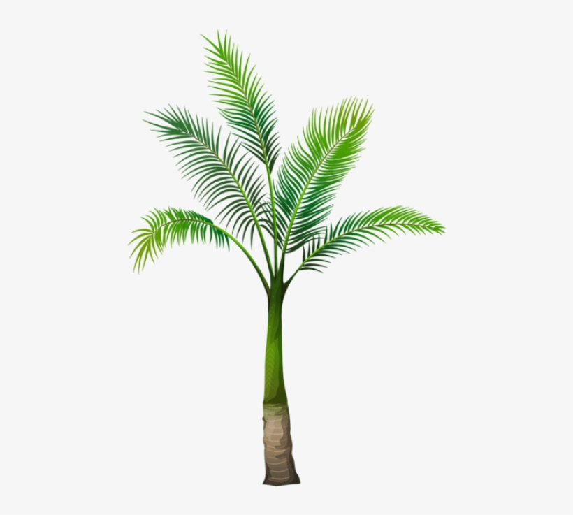 Free Png Palm Tree Png Images Transparent - Palm Tree Without Background, transparent png #5595820