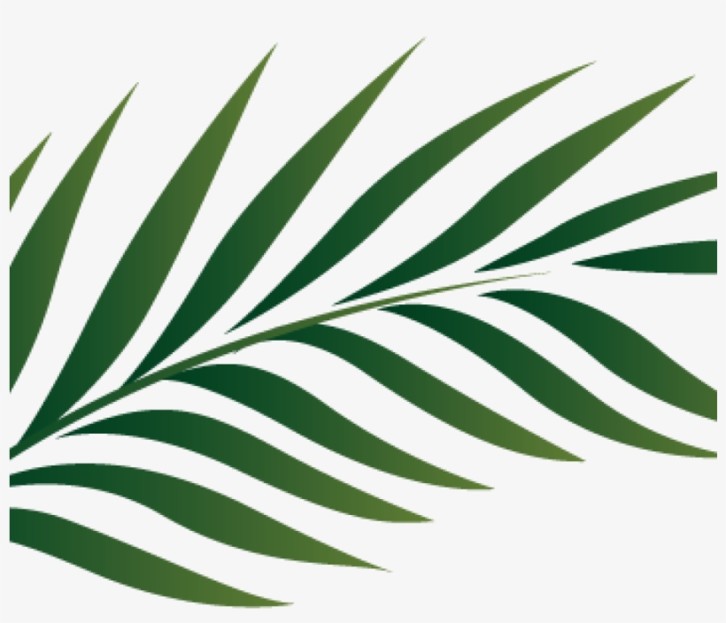Palm Clipart Palm Branch Image Free Cliparts That You - Zazzle Blatt-plakat-kunst-bild Poster, transparent png #5596270