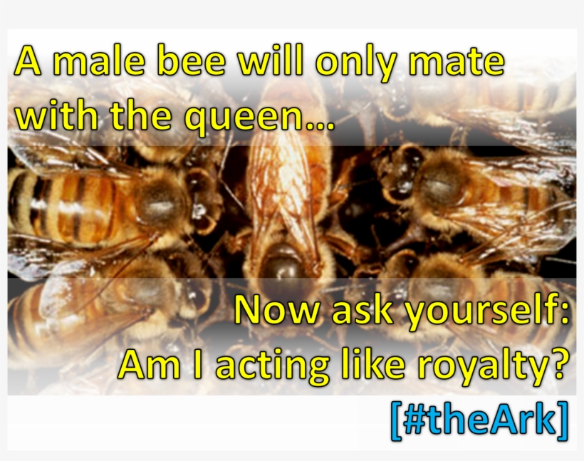 Queenbee - Pheromones Of Social Bees [book], transparent png #5597293