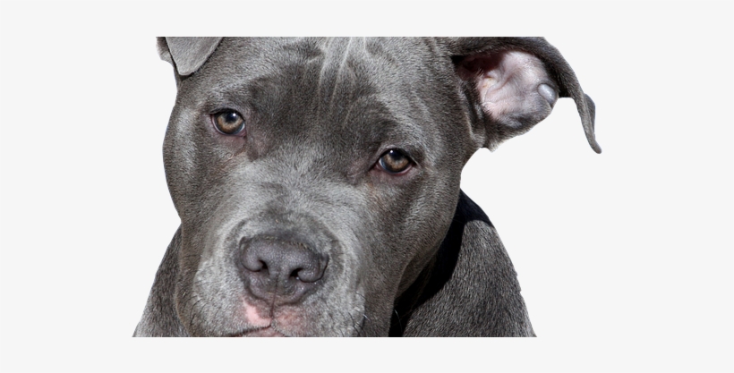 Long Does Pit Bulls Live, transparent png #560757