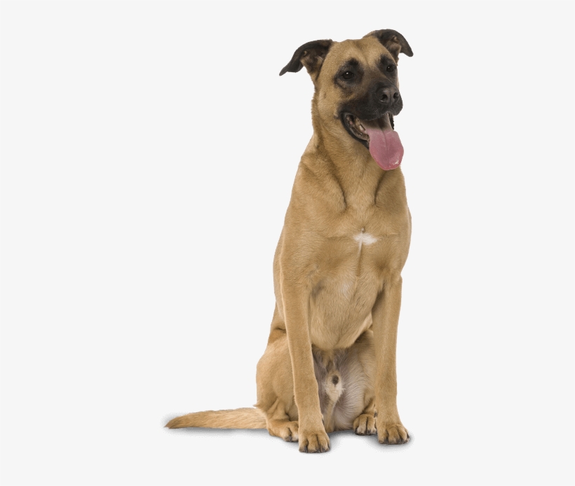 Benji Was A Pretty Amazing Mutt, Always There To Help - Mongrel, transparent png #560837