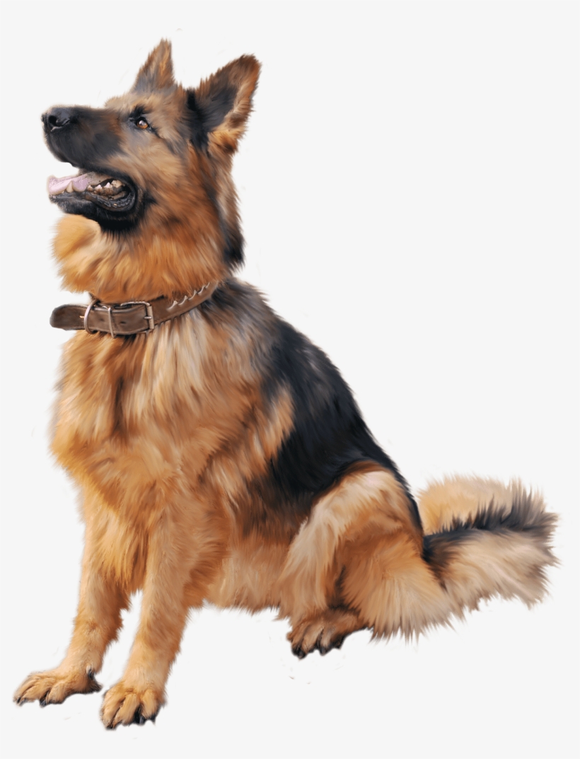 Dog Training Louisville - German Shepherd Dog Png, transparent png #560842