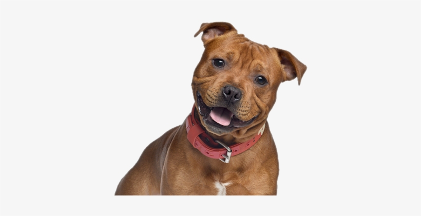 Canine Care - Godog Furballz Tough Plush Dog Toy With Chew Guard, transparent png #560860
