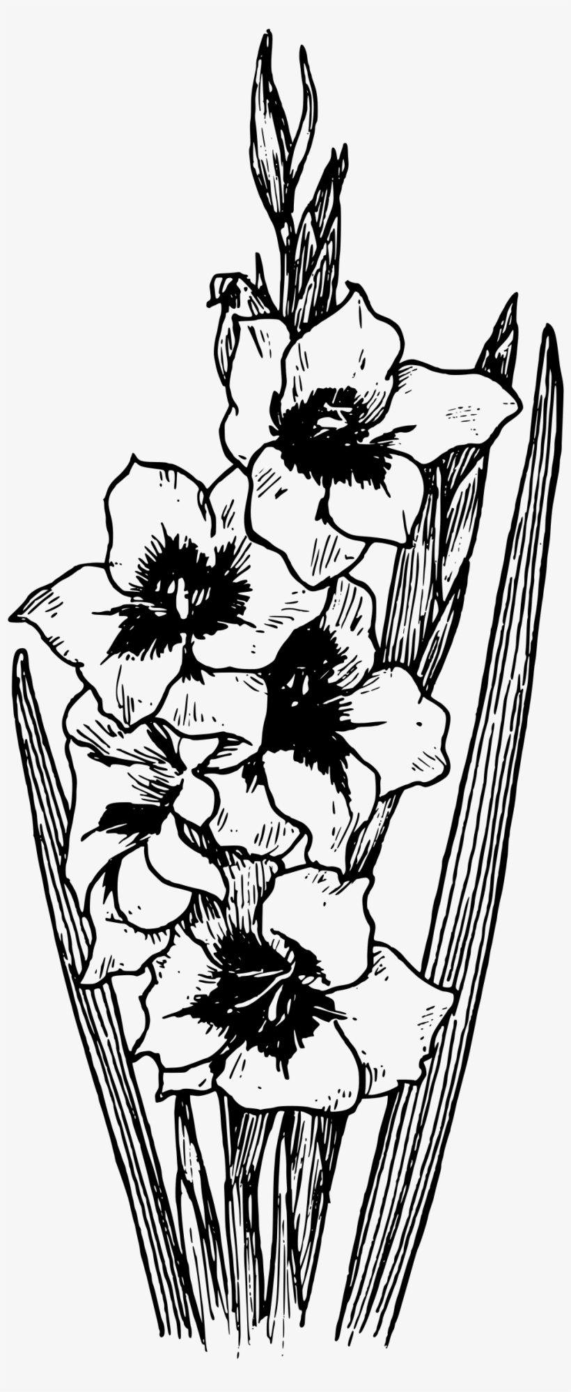 Black And White Flowers Clip Art Png Image - Drawing Of Gladiolus Flowers, transparent png #560861