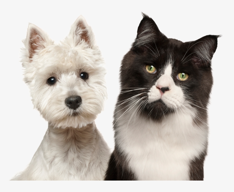 Westie Dog And Cat - West Highland White Terrier Felis Catus, transparent png #561006