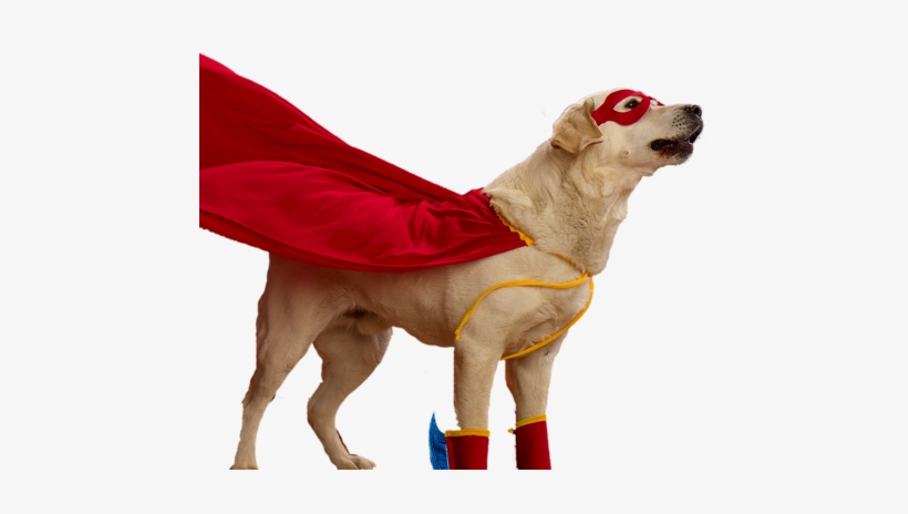 Super - Dog Costumes Transparent Png, transparent png #561026