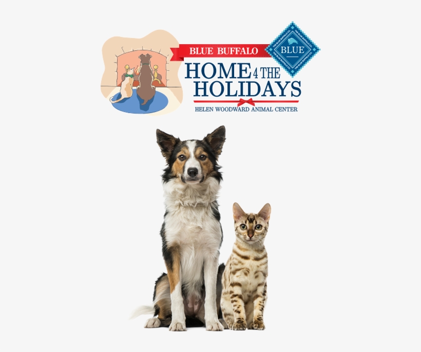 3 Million Dogs And Cats Slept Soundly This Past Holiday - Blue Buffalo Home For The Holidays, transparent png #561028