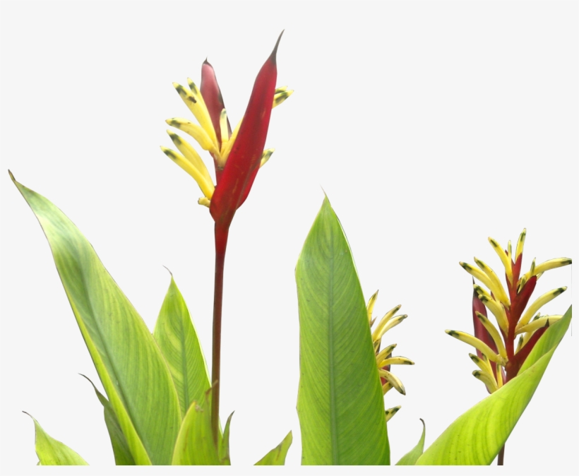 Heliconia Psittacorum - Tropical Plants Flower Png, transparent png #561045