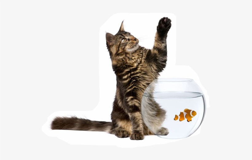 Different Types Of Pets, transparent png #561144