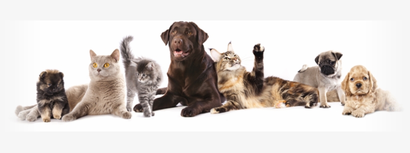 Lake Forest Animal Clinic - Grooming For Dogs And Cats, transparent png #561172