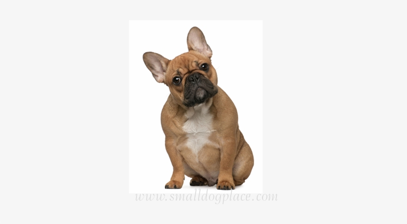 Blissful Dog Black Masked Fawn French Bulldog Nose, transparent png #561199