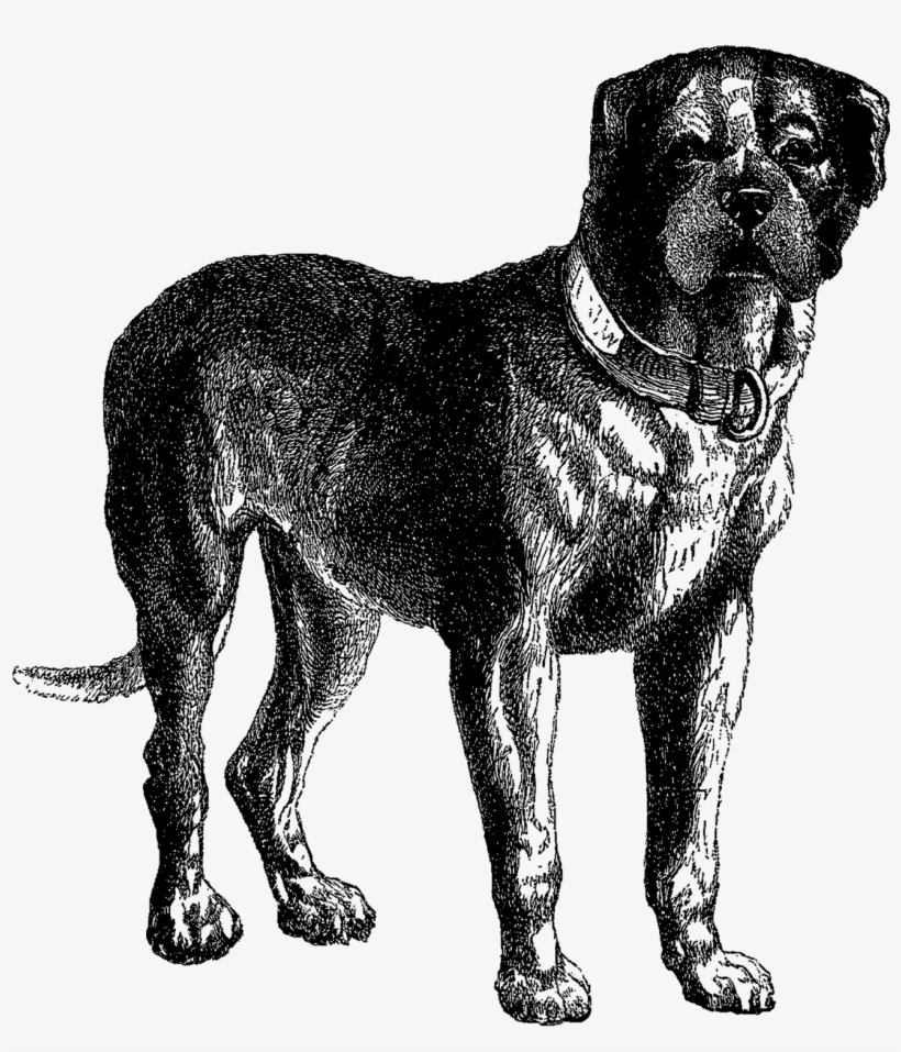 Clipart Black Mastiff Dog - Vintage Dog Illustration Transparent, transparent png #561264