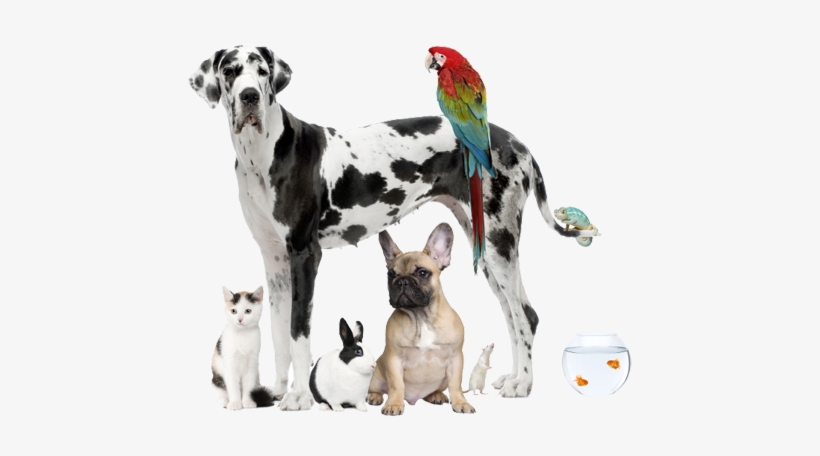 Dogs, Cats, Birds And Fish - Health And Safety In Pet Shops, transparent png #561267