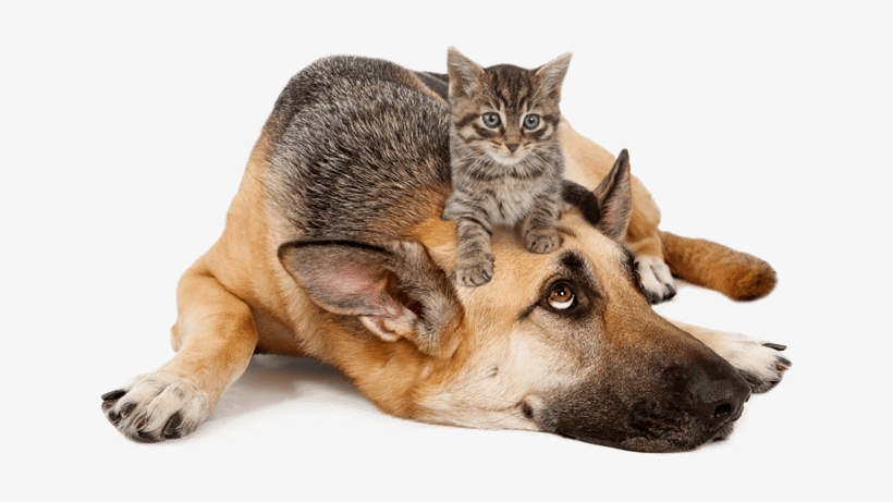 Learn More - Berger Allemand Et Chaton, transparent png #561283