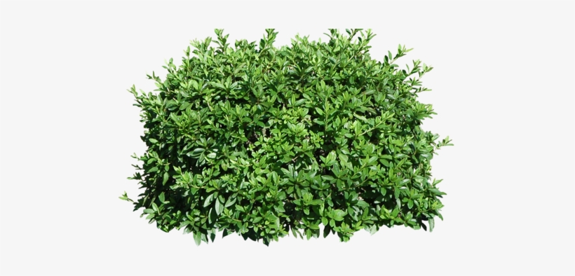 Visit - Fortnite Bush Transparent Background, transparent png #561302