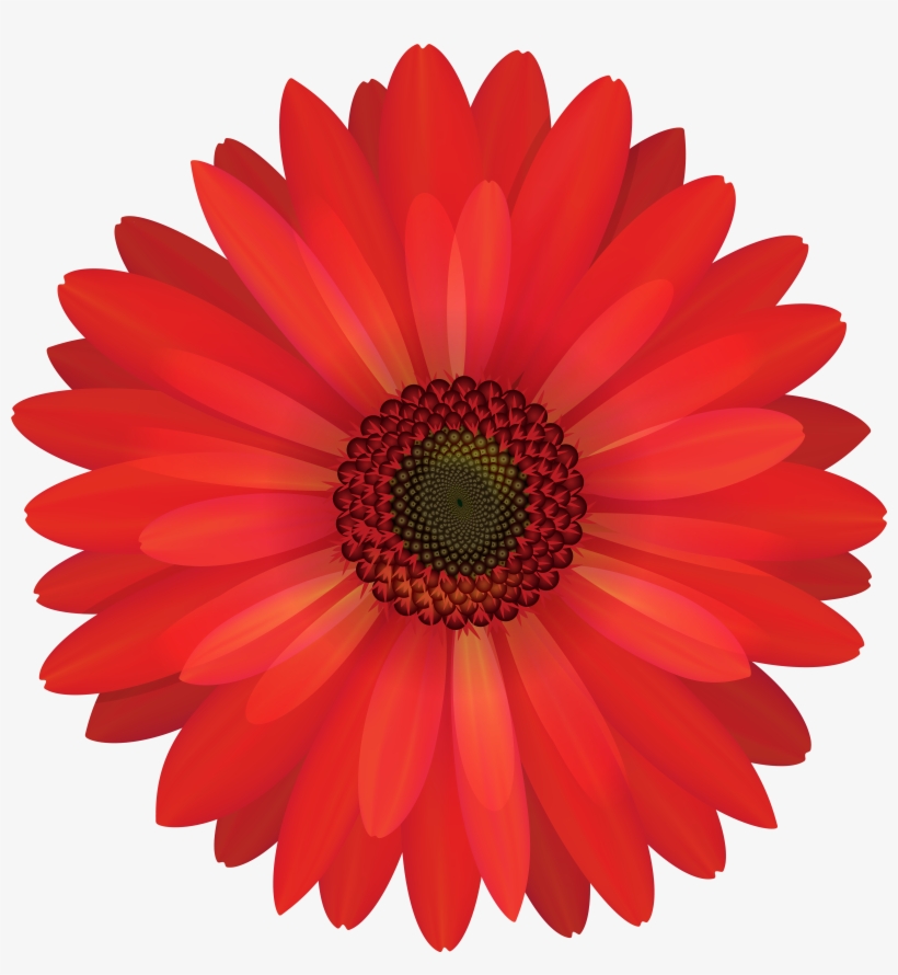 Vector Royalty Free Gerbera Flower Png Clip Art Gallery - Red Gerbera Flower Png, transparent png #561303