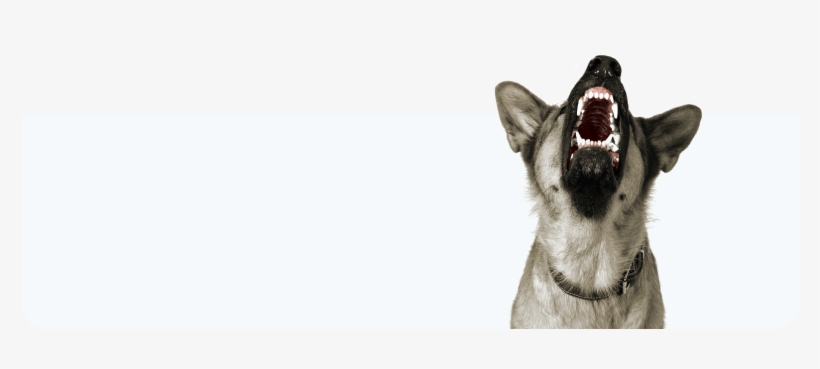 Dog, transparent png #561306