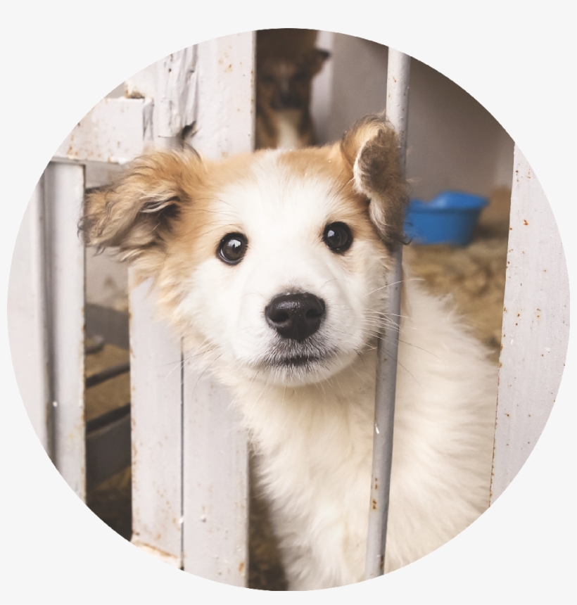 Reduce Pet Homelessness - Miss Mollies Rescue Dogs, transparent png #561418