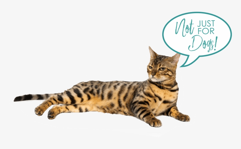 Bengal Cat, transparent png #561438