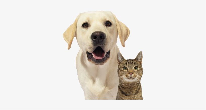 Dog-cat - Dog Yawns, transparent png #561519