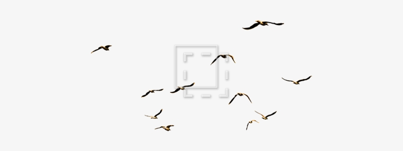 Flock Of Sea Birds - Seagulls Photoshop, transparent png #561829