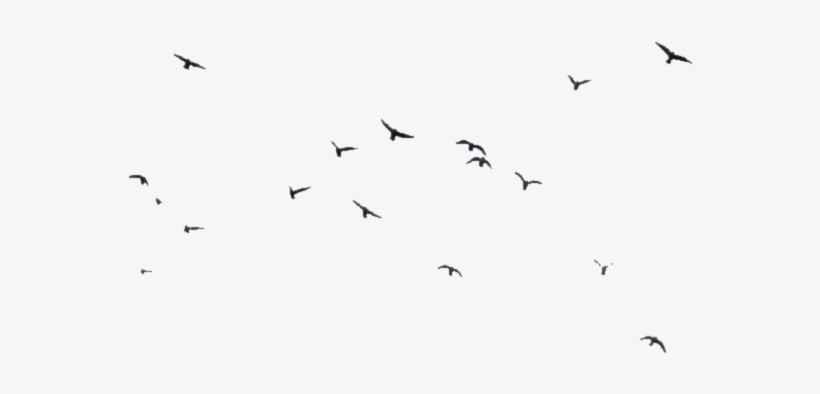 Birds Transparent - Flock, transparent png #561888