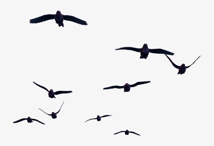 Fly Bird Transparent Png, transparent png #561889