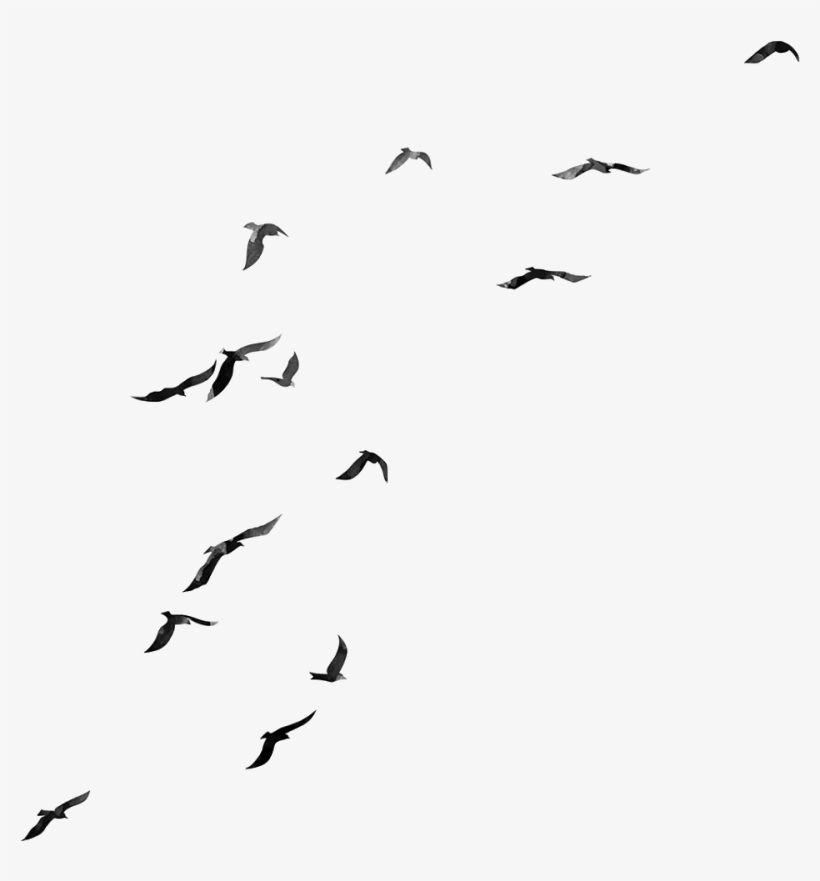 Birds Png - Flock, transparent png #561917