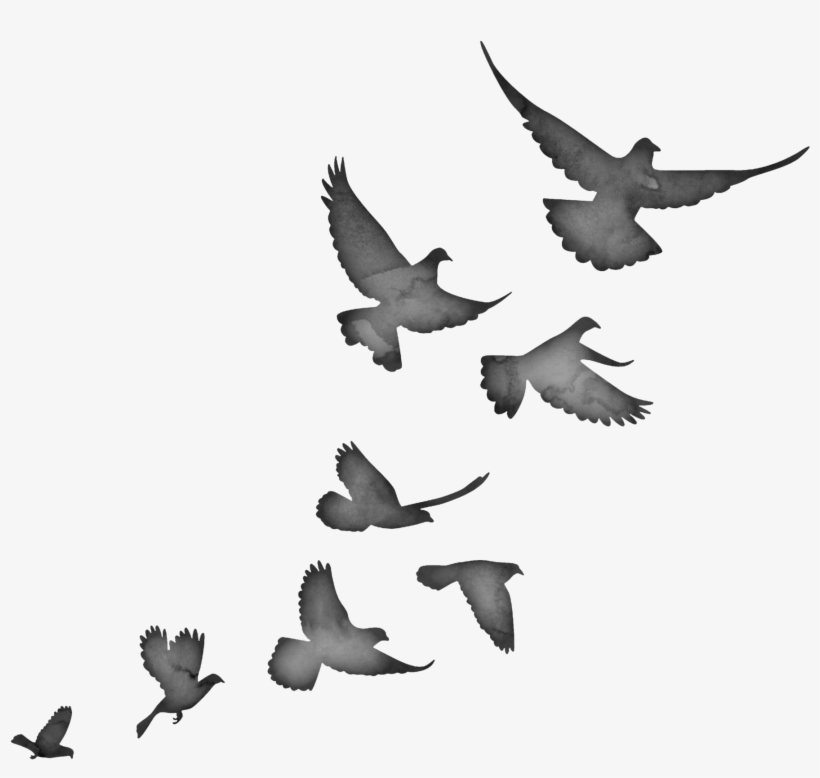 2016 Morgan Caleb // Lexington, Ky - Birds Flying Silhouette, transparent png #562181