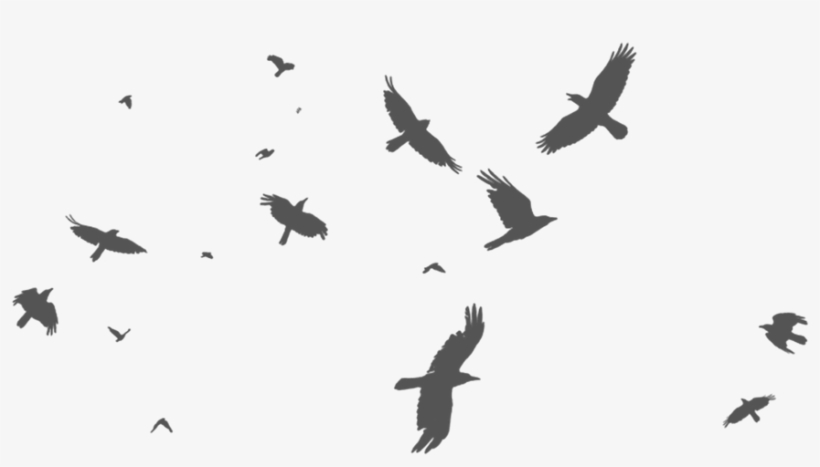 Birds - Stock Photography, transparent png #562252