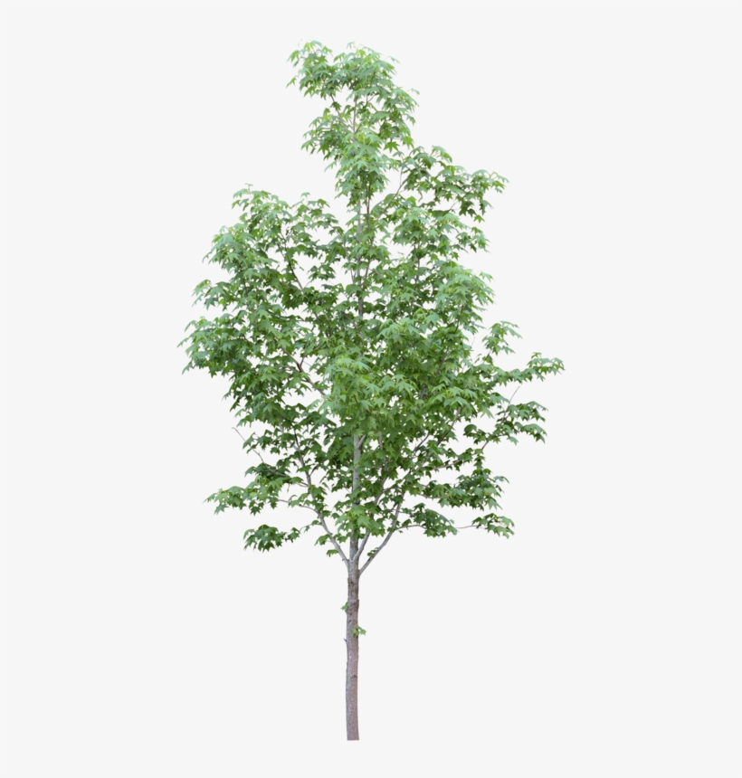 Tubes Arbres Et Verdures - Free Image Of Tree, transparent png #562368