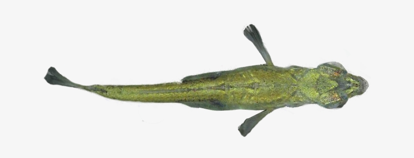 Stickleback-topview - Fish Top View Png, transparent png #562383