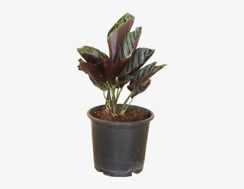 Calatheas, transparent png #562512
