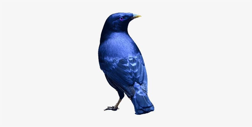 Satin Bowerbird - Boat Tailed Grackle, transparent png #563126
