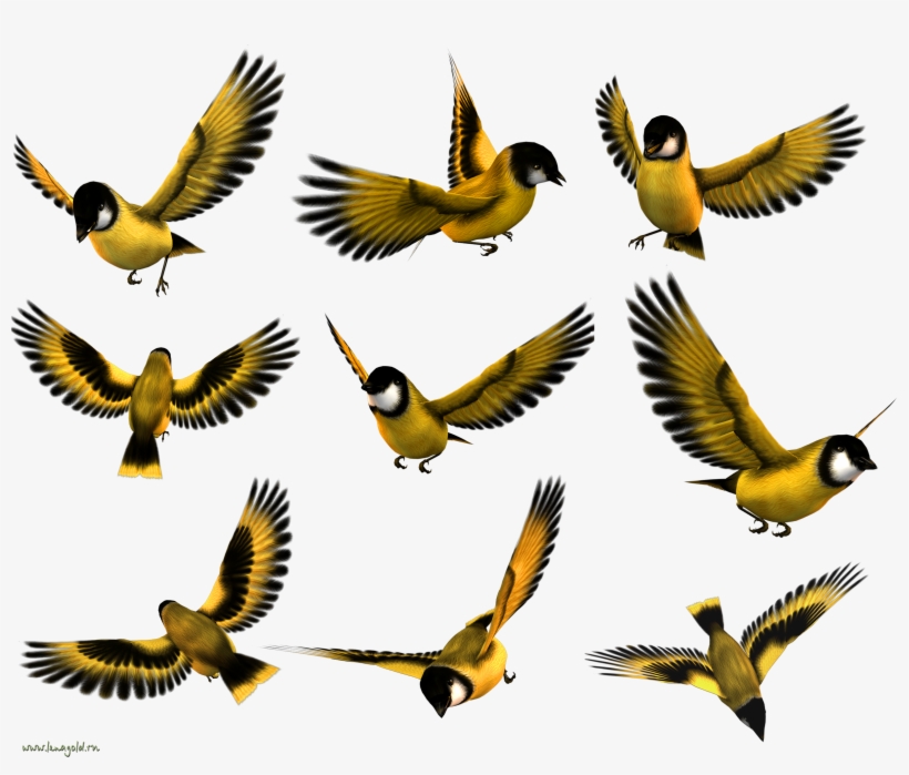 Flying Bird Birds Pinterest - طراحی از حالات مختلف پرنده, transparent png #563157