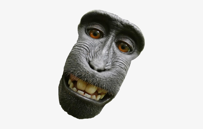 Snout - David Slater Monkey, transparent png #563715