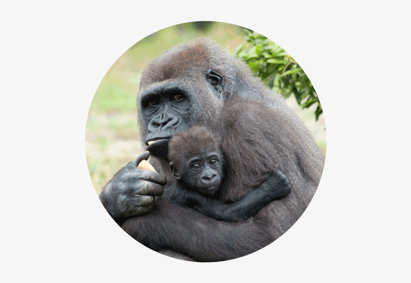 The International Tree Foundation And Its Local Partner - Mother Gorilla, transparent png #563928