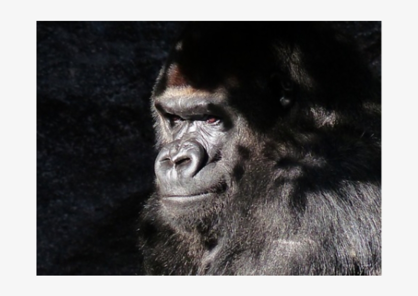 Gorilla, transparent png #564128