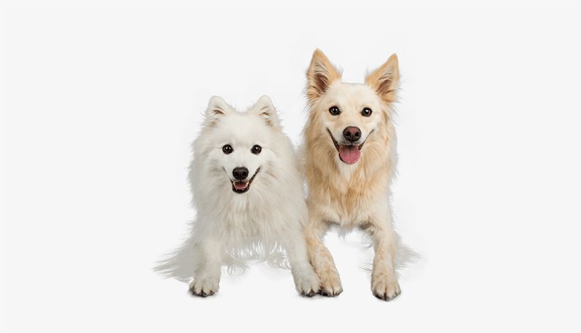 Media - Dog Groomer, transparent png #564129