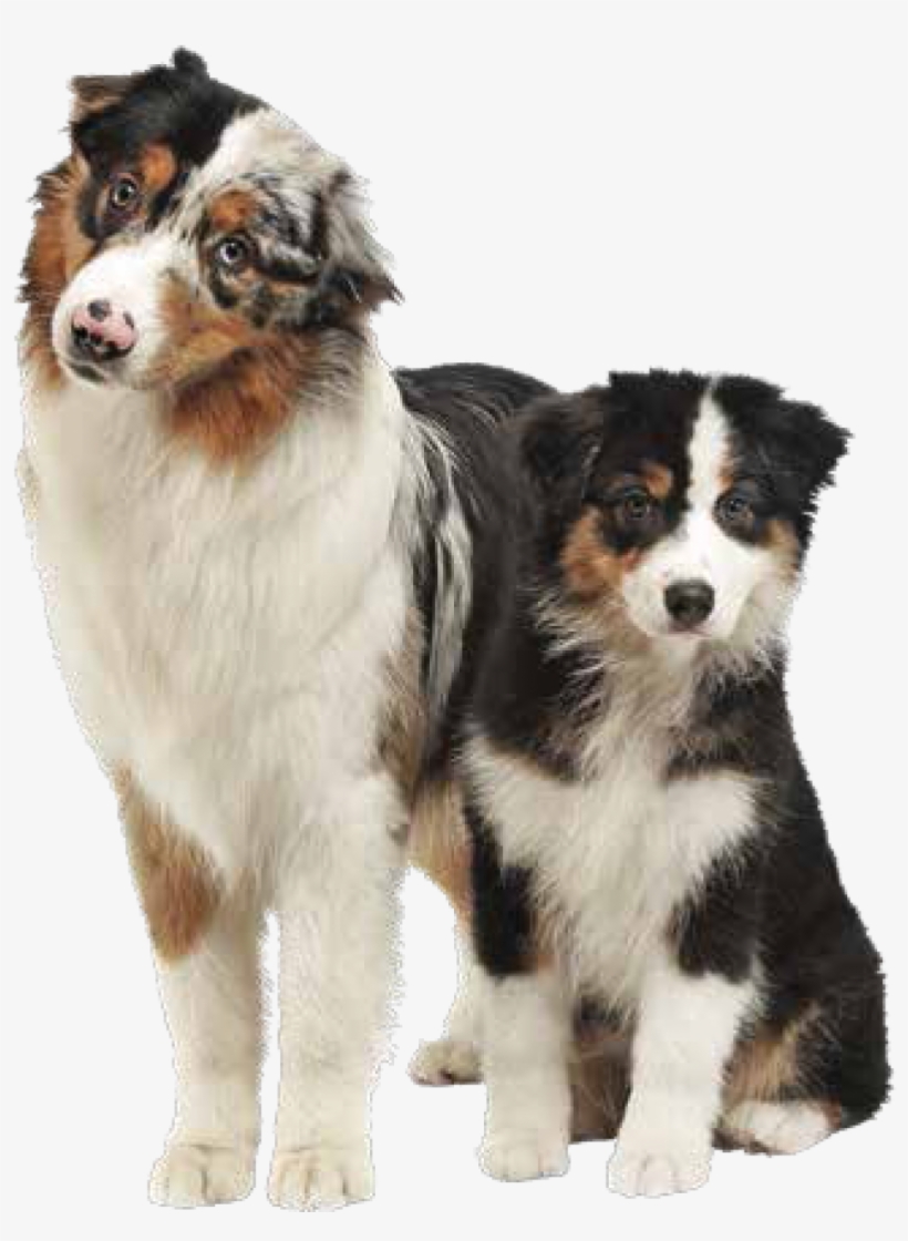 Australian Shepherd Png, transparent png #564298