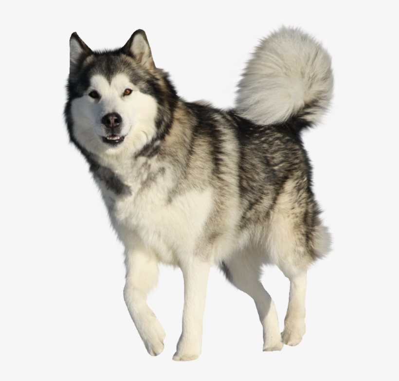 Husky Png Hd Quality - Alaskan Malamute, transparent png #564517