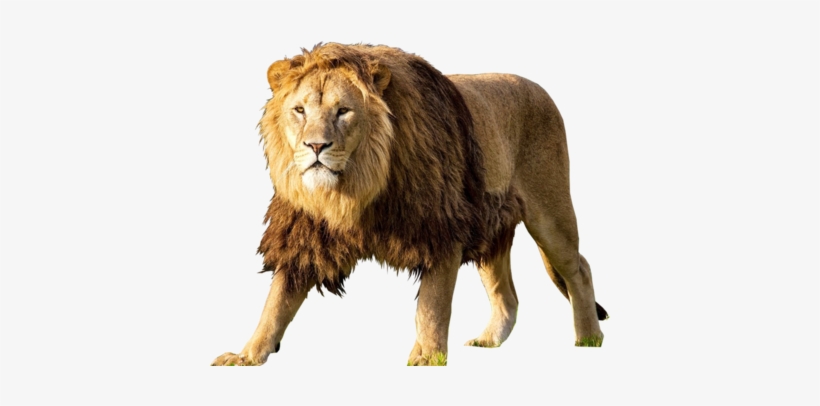 Lion Png Images Download - Lion Psd, transparent png #564524