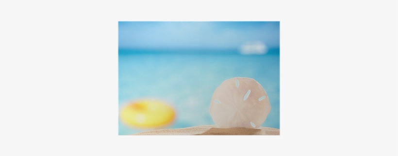Sand Dollar Shell On Sea Beach Background Poster • - Sand Dollar, transparent png #564752