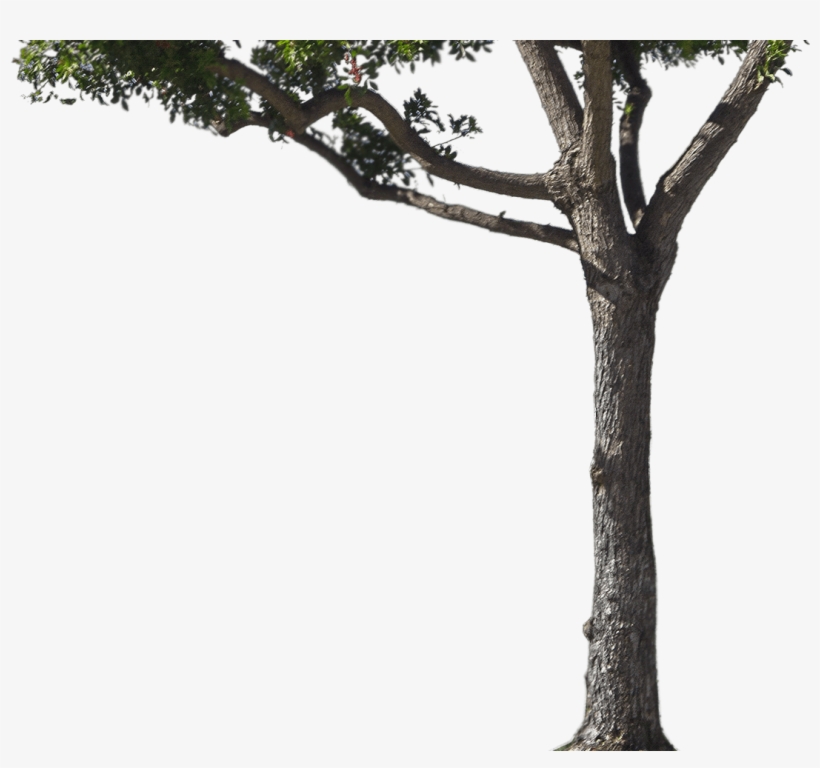 About - Tree, transparent png #564893