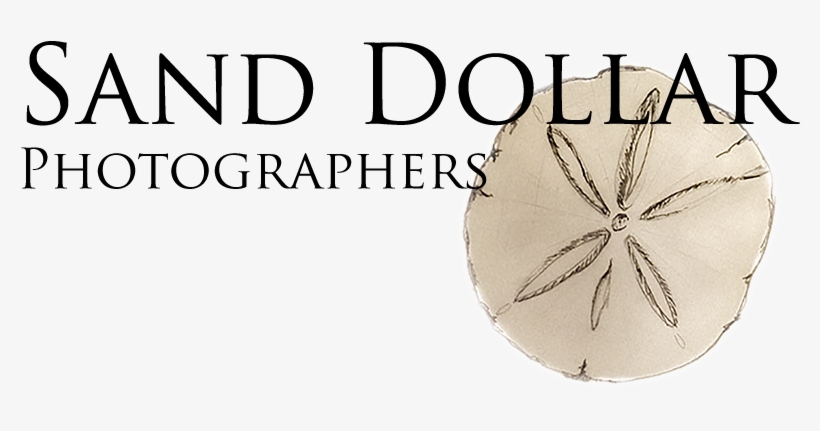 Sdp Logo2 800 300 Alpha - American Paint Horse, transparent png #564895